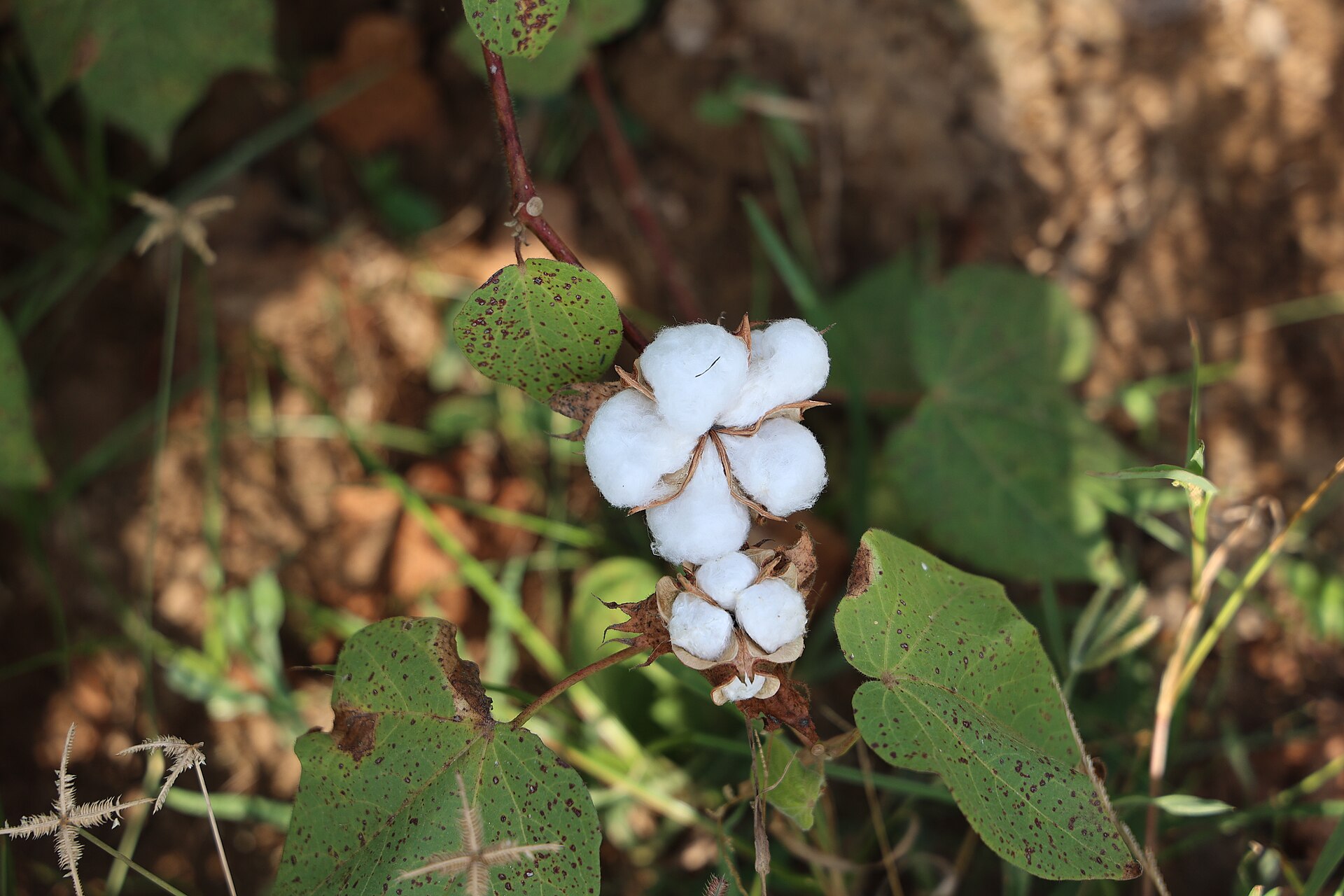 Cotton fertilizer schedule