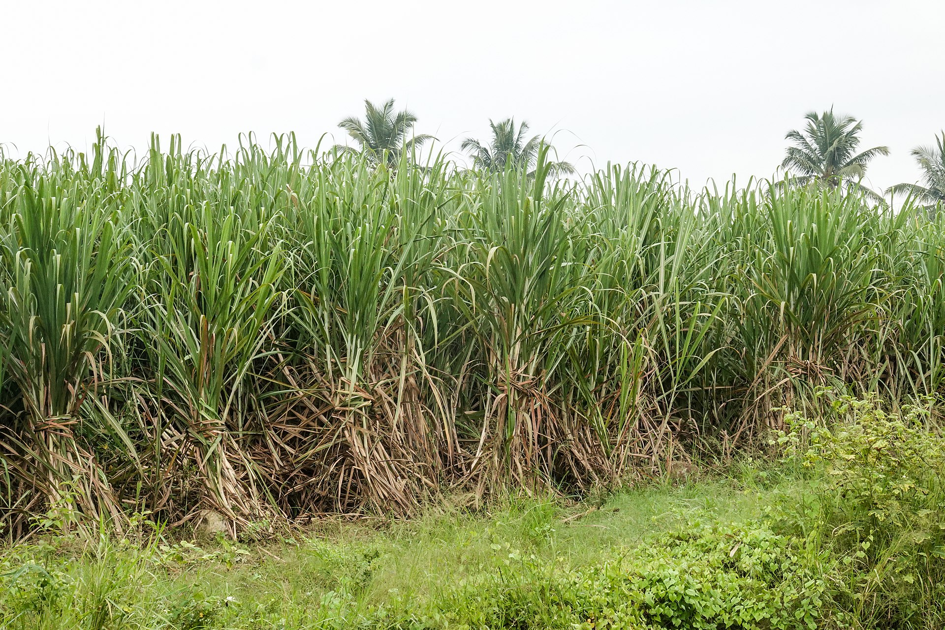 Sugarcane fertilizer schedule