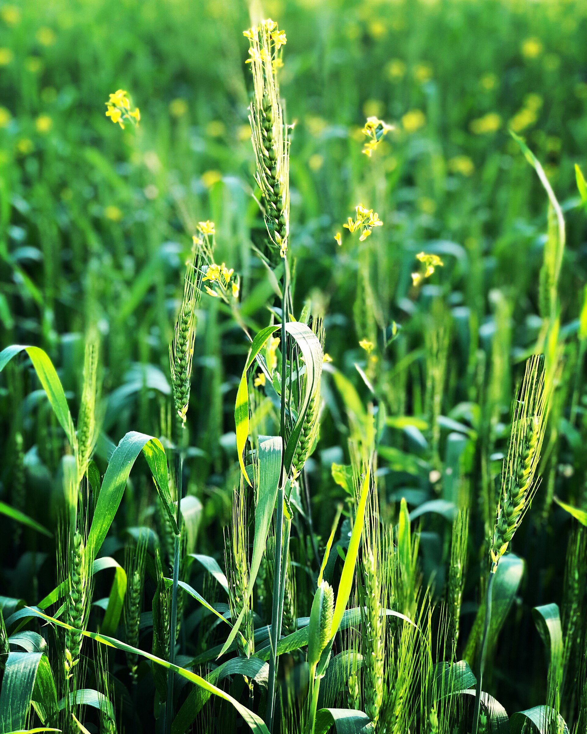 Wheat fertilizer schedule